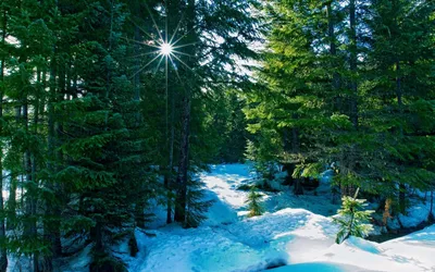 Лучшие кадры: Зима в хвойном лесу