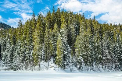 Исследуйте красоту природы: Хвойный лес зимой