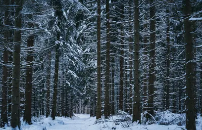 Зимний лес во всей красе: Фотографии для загрузки