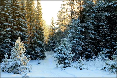 Зимняя идиллия: Хвойный лес в изображениях