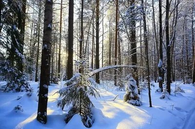 Ледяные узоры: Зимний хвойный лес в картинках