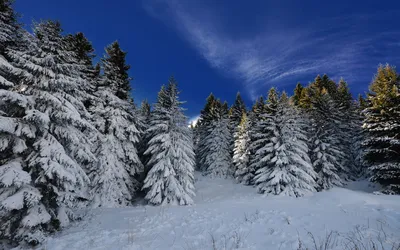 Фото хвойного леса зимой: Изысканные кадры