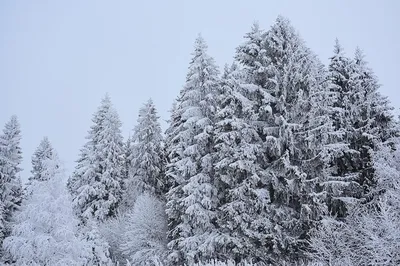Зимний лес в объективе фотографа: Красочные изображения