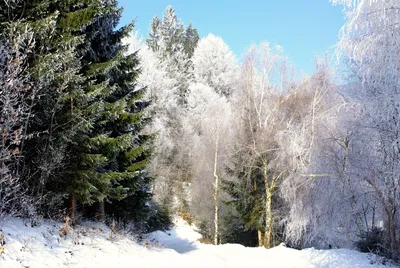 Зимние оттенки: Фотографии хвойного леса