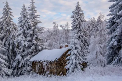 Зимняя сказка: Фотографии хвойного леса