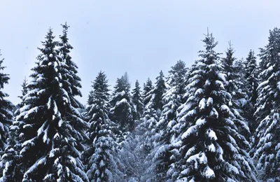 Зимний лес в каждом пикселе: Фотографии для скачивания