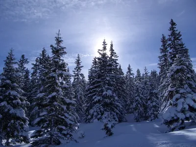Зимняя природа в объективе: Хвойный лес на фото