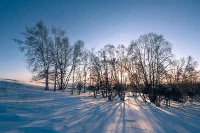 Зимний лес в разрешении: Фотографии для скачивания (JPG, PNG, WebP)