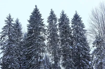 Фотографии хвойного леса зимой: Морозная атмосфера