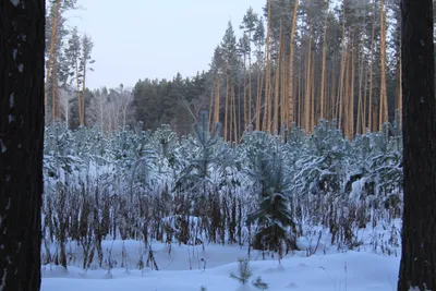 Зимняя фотогалерея: Хвойный лес в изображениях