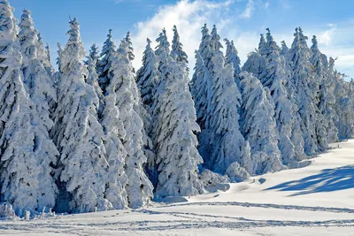 Лучшие кадры природы: Зимний хвойный лес
