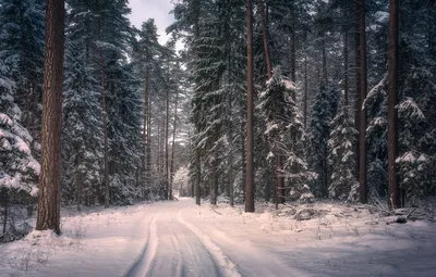 Хвойный лес в зимнем наряде: Фотоальбом