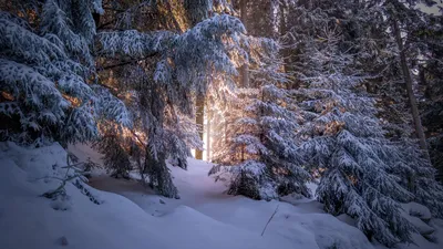 Зимний лес во всей красе: Фотографии для скачивания (JPG, PNG, WebP)