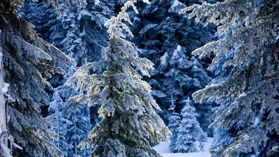 Зимний хвойный лес: Картина зимней природы