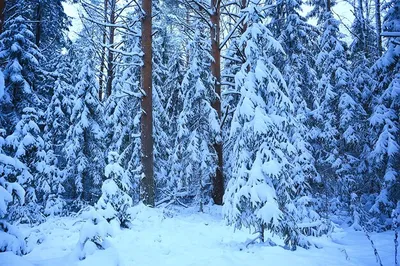 Фото хвойного леса зимой: Изысканные кадры (JPG, PNG, WebP)