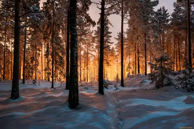 Уют зимнего леса: Хвойные деревья на фото