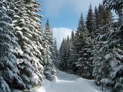 Ледяные чудеса: Зимний хвойный лес в картинках