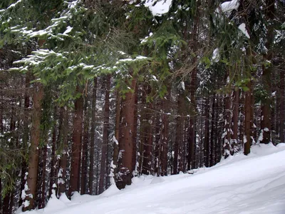 Зимний пейзаж: Фотографии хвойного леса