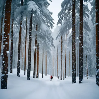 Фотографии хвойного леса: Зимний воздух