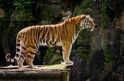 Хвост тигра: большое фото в формате jpg