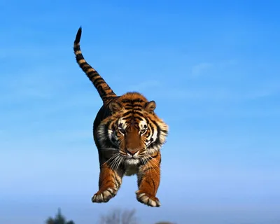 Фотка Хвост тигра в формате webp: превосходное качество