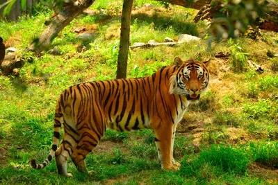 Фотка тигра с прекрасным хвостом в jpg