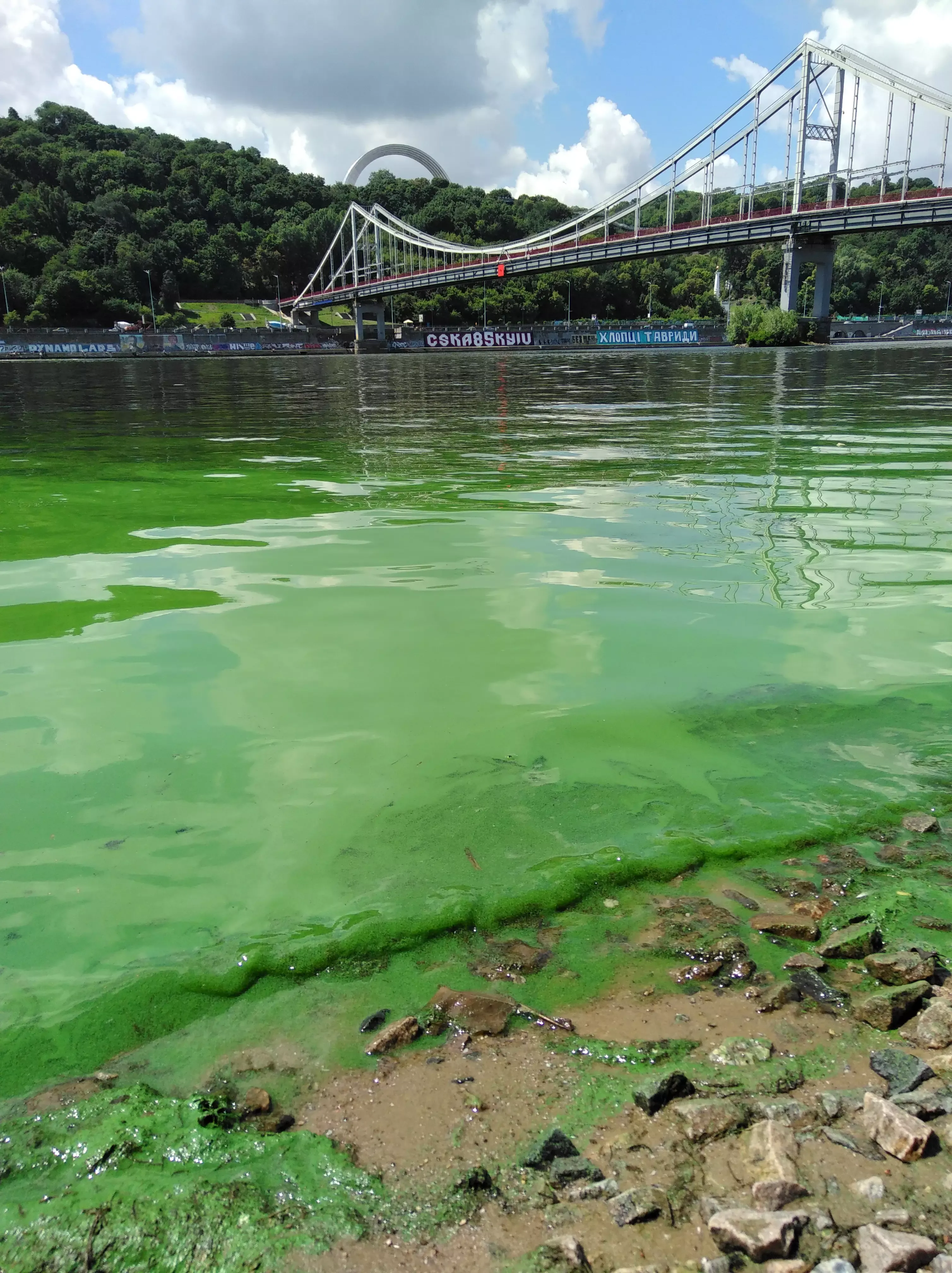 Вода цветет. Днепр река. Зеленая вода в реке.