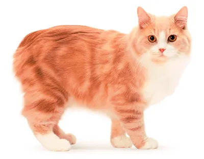 Кимрийская кошка  фото