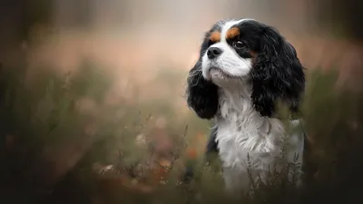 Собаки и люди: красивые фото Кинг Чарльз Спаниеля в компании людей