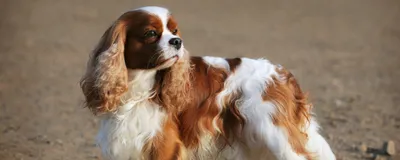Кинг чарльз спаниель: Нежные фотографии этой прекрасной собаки