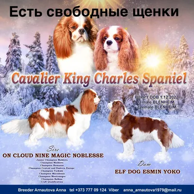 Кинг чарльз спаниель: Изящная порода собак на фото