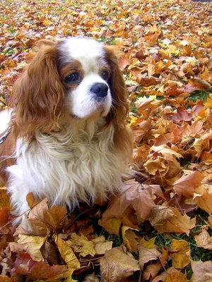 Кинг чарльз спаниель: Красивые фото этой милой породы собак