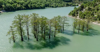 Фотографическое произведение: кипарисовое дерево