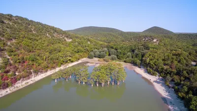 Кипарисовое дерево на фото