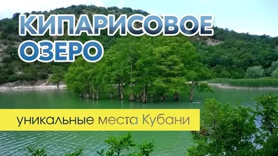 Фотография кипарисового дерева в Full HD качестве на рабочий стол