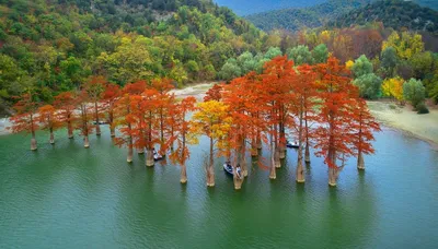 Озеро, окутанное тайной: впечатляющие фотографии Кипарисового озера