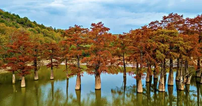 Изображение озера Сукко с кипарисами