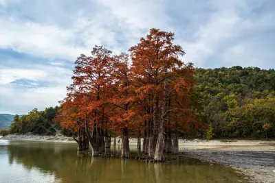 Фотографии природы: Кипарисовое озеро Сукко - Full HD!