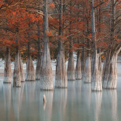 4K изображения Кипарисового озера Сукко