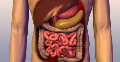 Исследование Анатомии: Фото Кишечника Человека