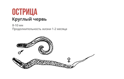 Выбор размера: Загадочные фотографии кишечных паразитов