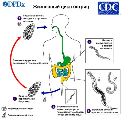 Формат по вашему выбору: Изображения кишечных паразитов