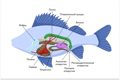 Маленькие кишки рыбы в формате jpg для скачивания