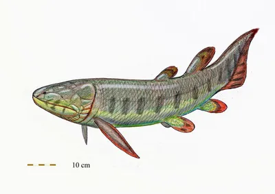 Картина кистеперой рыбы: запечатленная прекрасная природа