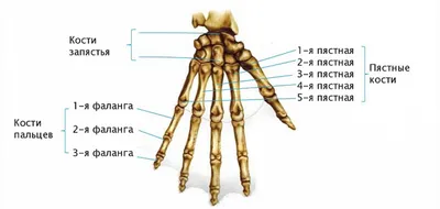 Качественные снимки кистей рук для скачивания