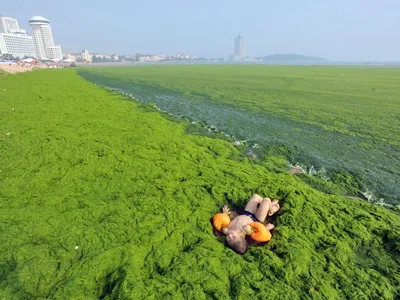 Величественное желтое море: потрясающие фотографии Китая