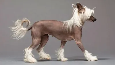 Фото китайской хохлатой собаки с разными пропорциями тела