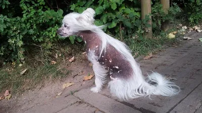 Изображения китайской хохлатой собаки на фоне города