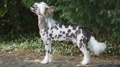 Фото китайской хохлатой собаки для использования в рекламе