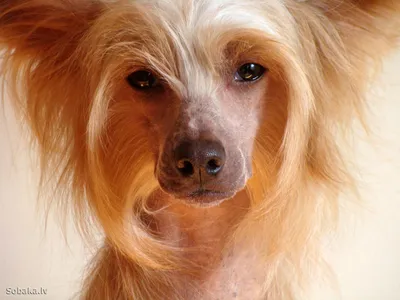 Китайская хохлатая собака: фото с разными выражениями лица